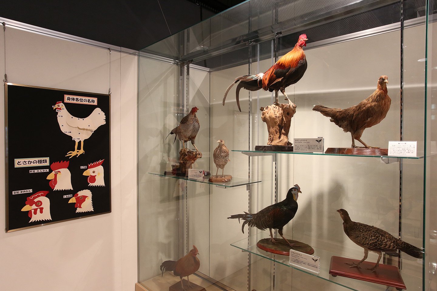 🏛️ 식과 농 박물관(도쿄노교다이가쿠 쇼쿠토노노하쿠부쓰칸)